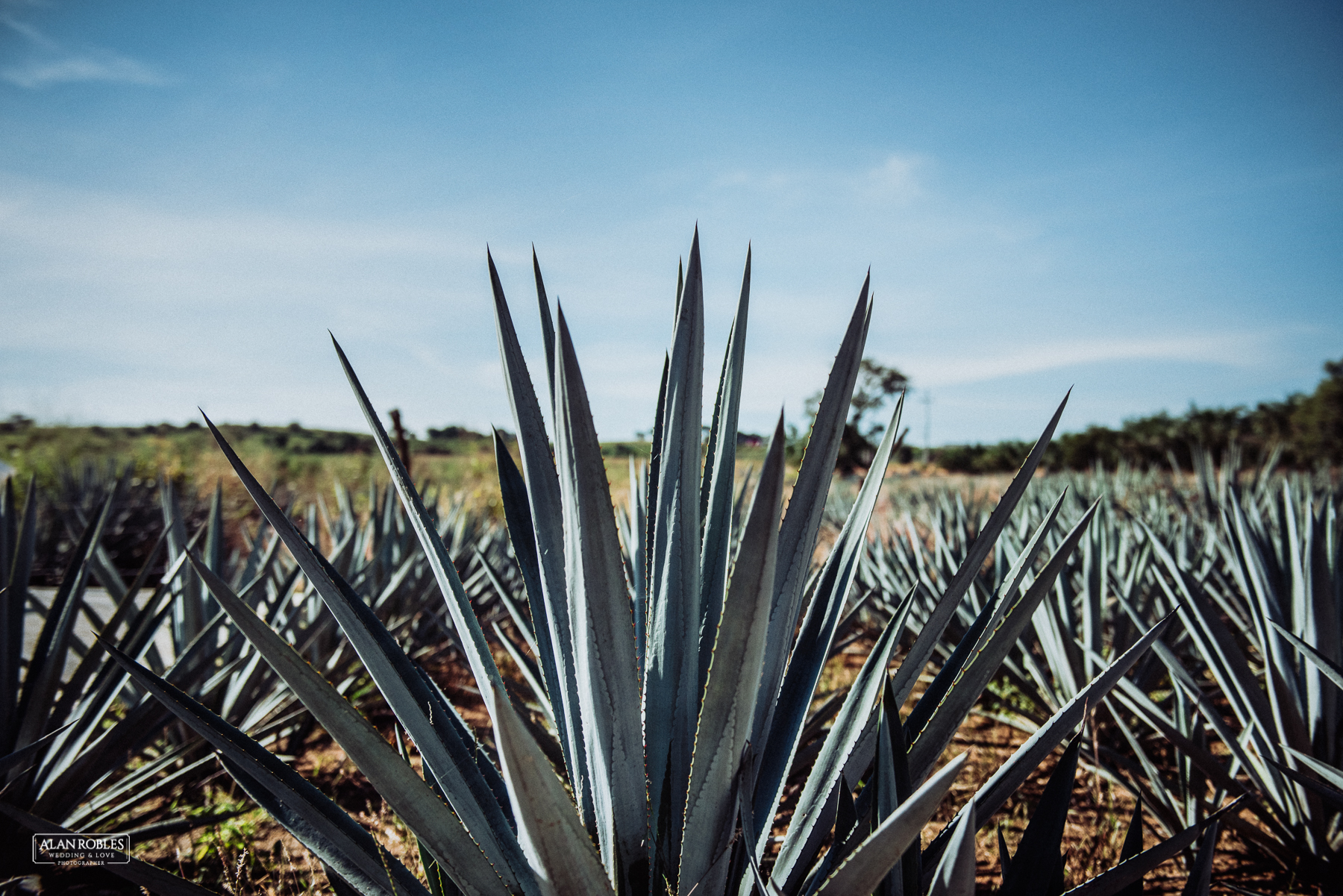 PreBoda KyA Guadalajara-Fotografo de bodas Alan Robles-22