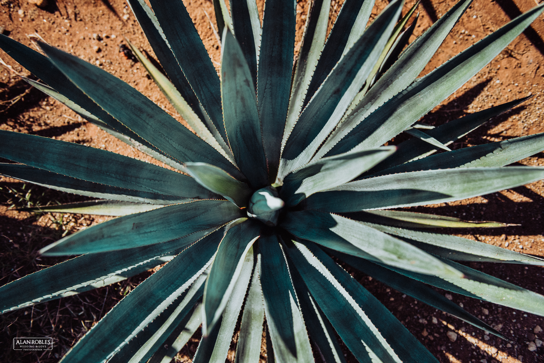 PreBoda KyA Guadalajara-Fotografo de bodas Alan Robles-4