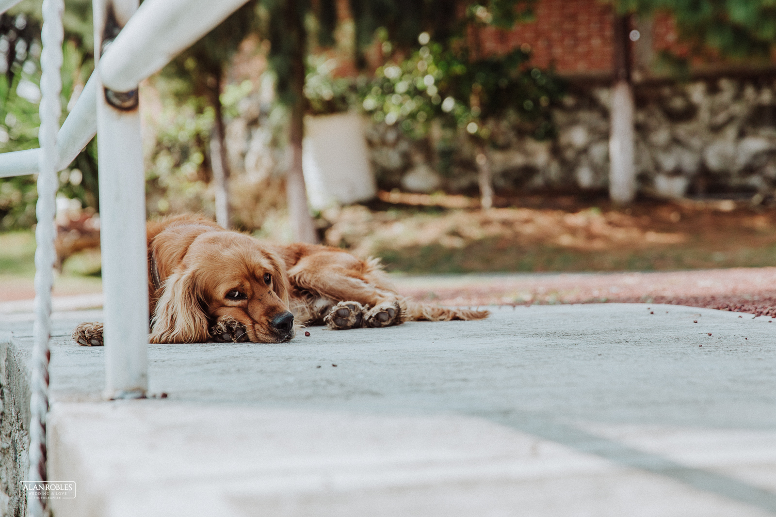 Fotografo de bodas Alan Robles-Michoacan-20